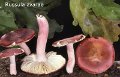 Russula zvarae-amf1727